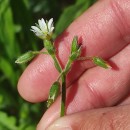 Cerastium fontanum Baumg. subsp. vulgare (Hartm.) Greuter & BurdetCerastium fontanum Baumg. subsp. vulgare (Hartm.) Greuter & Burdet