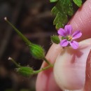 Geranium purpureum Vill.Geranium purpureum Vill.