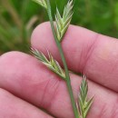 Lolium x boucheanum KunthLolium x boucheanum Kunth