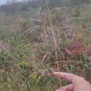 Deschampsia cespitosa (L.) P.Beauv.Deschampsia cespitosa (L.) P.Beauv.