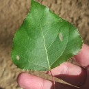Populus x canadensis MoenchPopulus x canadensis Moench