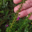 Genista berberidea LangeGenista berberidea Lange