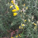 Ulex europaeus L. subsp. latebracteatus (Mariz) Rothm.Ulex europaeus L. subsp. latebracteatus (Mariz) Rothm.