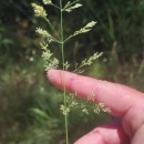 Agrostis capillaris L.Agrostis capillaris L.