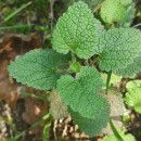 Teucrium scorodonia L.Teucrium scorodonia L.