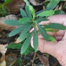 Euphorbia amygdaloides  L.Euphorbia amygdaloides L.
