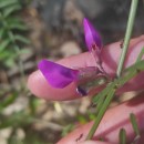 Vicia sativa L. subsp. nigra Ehrh.Vicia sativa L. subsp. nigra Ehrh.