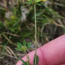 Lotus pedunculatus Cav.Lotus pedunculatus Cav.