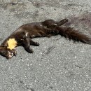 Martes martes (Linnaeus, 1758)Martes martes (Linnaeus, 1758)