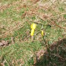 Narcissus cyclamineus DC.Narcissus cyclamineus DC.