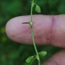 Fallopia convolvulus (L.) A. LöveFallopia convolvulus (L.) A. Löve