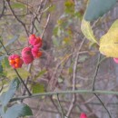 Euonymus europaeus L.Euonymus europaeus L.