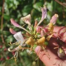 Lonicera periclymenum L. subsp. periclymenumLonicera periclymenum L. subsp. periclymenum
