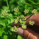 Oenanthe crocata L.Oenanthe crocata L.