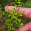 Anogramma leptophylla (L.) LinkAnogramma leptophylla (L.) Link