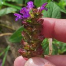 Prunella vulgaris L.Prunella vulgaris L.