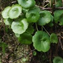 Umbilicus rupestris (Salisb.) DandyUmbilicus rupestris (Salisb.) Dandy