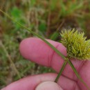 Cyperus eragrostis Lam.Cyperus eragrostis Lam.