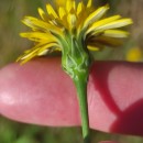 Reichardia picroides (L.) RothReichardia picroides (L.) Roth