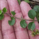 Veronica officinalis L.Veronica officinalis L.
