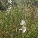 Eriophorum angustifolium Honck.Eriophorum angustifolium Honck.