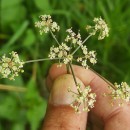 Peucedanum lancifolium LangePeucedanum lancifolium Lange