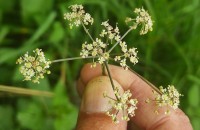 Peucedanum lancifolium LangePeucedanum lancifolium Lange