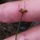 Juncus bulbosus L.Juncus bulbosus L.