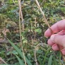 Carex pendula Huds.Carex pendula Huds.