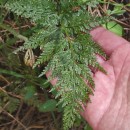 Asplenium onopteris L.Asplenium onopteris L.
