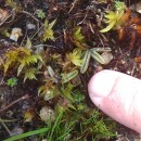 Pinguicula lusitanica L.Pinguicula lusitanica L.