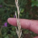 Gaudinia fragilis (L.) Beauv.Gaudinia fragilis (L.) Beauv.