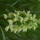 Dactylorhiza romana (Sebast.) Soó subsp. guimaraesii (E.G.Camus) H.A.PedersenDactylorhiza romana (Sebast.) Soó subsp. guimaraesii (E.G.Camus) H.A.Pedersen