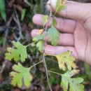 Crataegus monogyna Jacq.Crataegus monogyna Jacq.