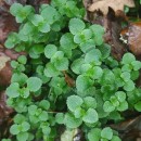 Chrysosplenium oppositifolium L.Chrysosplenium oppositifolium L.