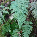 Dryopteris dilatata (Hoffm.) A. GrayDryopteris dilatata (Hoffm.) A. Gray