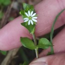Stellaria media (L.) Vill.Stellaria media (L.) Vill.
