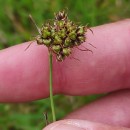 Luzula campestris (L.) DC.Luzula campestris (L.) DC.