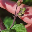 Scrophularia scorodonia L.Scrophularia scorodonia L.