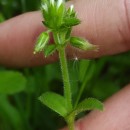 Cerastium glomeratum Thuill.Cerastium glomeratum Thuill.