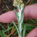 Helichrysum luteoalbum (L.) Rchb.Helichrysum luteoalbum (L.) Rchb.