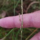 Agrostis canina L.Agrostis canina L.