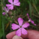 Silene dioica (L.) Clairv.Silene dioica (L.) Clairv.