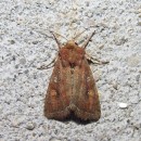 Lacanobia oleracea (Linnaeus, 1758)Lacanobia oleracea (Linnaeus, 1758)