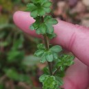 Galium mollugo L.Galium mollugo L.