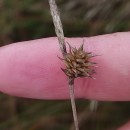Carex durieui Steud. ex KunzeCarex durieui Steud. ex Kunze