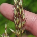 Arrhenatherum longifolium (Thore) DulacArrhenatherum longifolium (Thore) Dulac