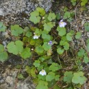 Cymbalaria muralis P. Gaertn., B. Mey. & Scherb.Cymbalaria muralis P. Gaertn., B. Mey. & Scherb.