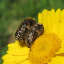 Oxythyrea funesta (Poda, 1761)Oxythyrea funesta (Poda, 1761)