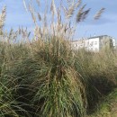 Cortaderia selloana (Schult. & Schult. fil) Asch. & Graebn.Cortaderia selloana (Schult. & Schult. fil) Asch. & Graebn.